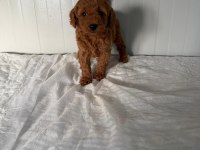 Erkek Toy Poodle Yakışıklı mı Yakışıklı Ufaklık