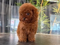 Toypoodle Kore 