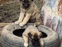Sivas Kangal Köpeği Yavruları