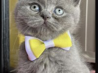 Dünya Tatlısı Ayı Kafa Yavru British Shorthair
