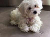 Maltese Terrirer Bebişler