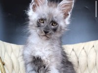 Maine coon WCF erkek black smoke