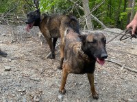 Rezerve açık malinois yavrular