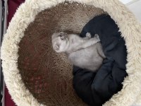 Scottish fold yavrumuz
