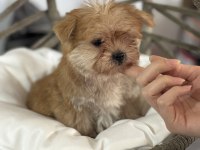 A kalite teacup erkek morkie yavrumuz