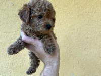 2.5 aylık toy poodle