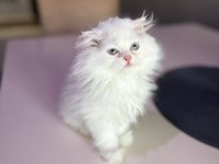 British longhair kedisi