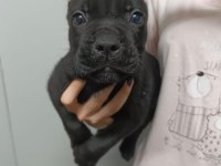 Cane corso yavrular ırk garantili
