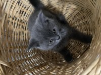 55 Günlük British Shorthair