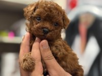 TEACUP KORE POODLE BEBEKLER AŞILI VE ÇİŞ  EĞİTİMLİ 
