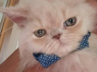 Bakmadan Geçmeyin Yavru Kedilere