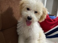 Maltipoo köpeğimi çok üzülerek sahiplendiriyorum