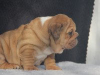 ÜST DÜZEY İNGİLİZ BULDOG YAVRULAR