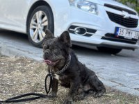 Flafy L4 Blue French Bulldog