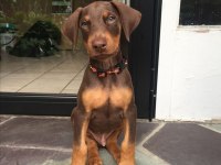 Üst kalite kızıl doberman yavruları