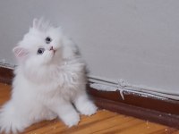 Lonkhair dişi yavru teslime hazır yeni yuvasını beklyor