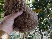 TOY POODLE YAVRULARMIZ