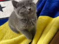 Yavru scottish fold
