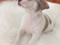 Irk Şampiyonu Babadan SAFKAN Chihuahua
