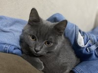 Antalya Yavru British Shorthair