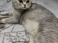 Ücretsiz British Shorthair Kedimiz