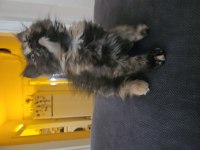 British longhair 2 buçuk ay