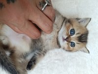 Muhteşem sevgi dolu British shorthair yavrular