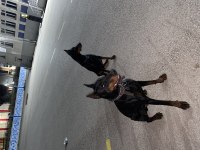 Anne Scr’li Doberman Yavrularımız