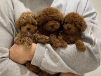 Toy poodle