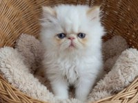 Safkan red point iran persian