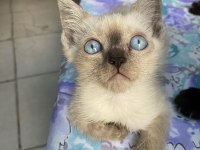 Blue erkek british shorthair oğlumuz