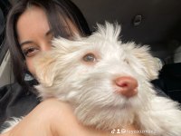 Acil uygun maltese terrier