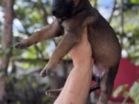 Malinois safkan bebekler her ile yollarım