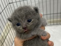 Tabby ve british shorthair yavrular