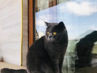 British shorthair kedimiz 2 yaşında