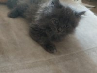 Erkek Longhair Yavrumuz