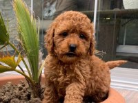IRK VE SAGLIK GARANTİLİ POODLE