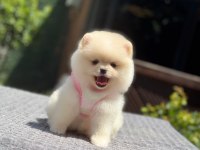 Pomeranian yavrular 2 aylık