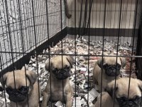 Irk Ve Sağlık Garantili Pug Mops Bebekler
