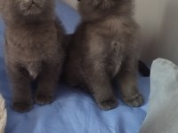 Teslime Hazır Son İki Scottish Fold Kızımız