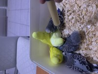 BEBEK SHOW JUMBO VE JUMBO MUHABBETLER ALANYA