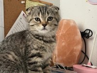 Çok uygun scottish fold hızlı olan kazanır
