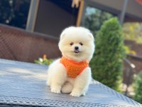 Sağlık Ve Irk Garantili Pomeranian