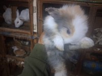 1 AYLIK HOLLANDA LOP TAVŞAN YAVRULARI