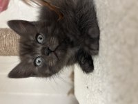 Maviş çok uysal yavru british shorthair