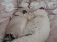 3 aylık erkek british shorthair