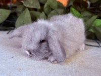 SAFKAN HOLLANDA LOP VE CÜCE TAVŞANLAR