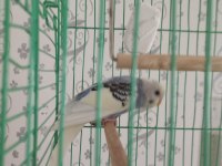 4 aylık erkek muhabbet kuşu