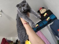 Scottish fold Popcorn uma iyi bakacak aile arıyoruz