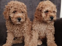 Toy poodle yavru köpeklerimiz